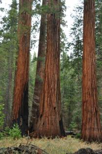 As milenares sequoias do Mariposa Grove, no Yosemite National Park, na Califórnia, nos Estados Unidos